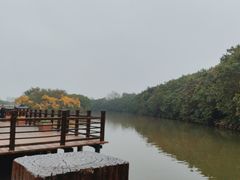 -大湾区中央湿地公园