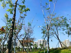 -宝安西湾红树林湿地公园