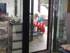 -哆趣宠物医院·眼科·内镜·急重症转诊中心(上海店)