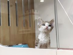 -青奢宠物·青奢猫舍