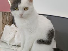 -喵园·猫主题咖啡厅·撸猫·猫咖(国贸店)