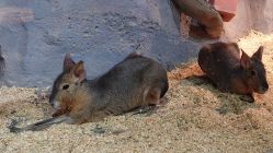 -Zoolung Zoolung动物主题公园(海信广场店)