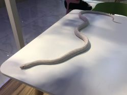 -Moni星球萌宠·小马宝莉·灵蛇·高端高阶全萌宠互动体验俱乐部(红豆国际广场店)