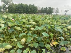 -滆湖低碳生态公园