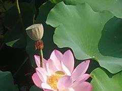 -海天湖公园