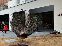 -J Create城市露营咖啡·简餐·宠物(上海动物园店)