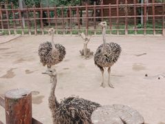 -呀路古热带植物园