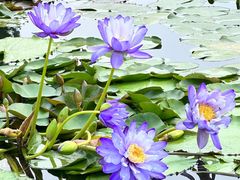 -莲花池公园