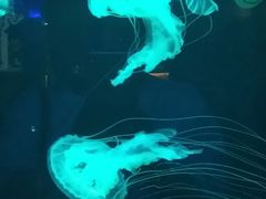 景点-华夏文旅海洋公园