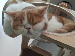 -飞行喵MR PILOT|猫舍·猫咖(静安大融城店)