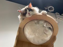 -COLOR PETS 撸猫馆·购猫·猫咖(长风大悦城店)