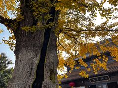 -圆通寺
