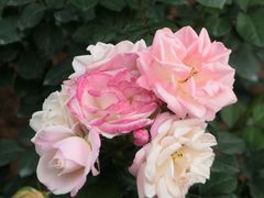 -人民公园(罗湖区)