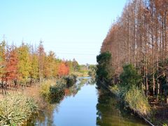 -上海长兴岛郊野公园