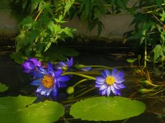 -国家植物园南园