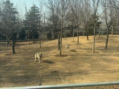-秦皇岛野生动物园