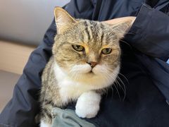 -喵园·猫主题咖啡厅·撸猫·猫咖(国贸店)