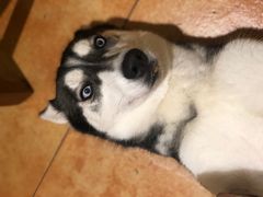 -more than meow吴止猫主题餐厅(承德 中船汇店)