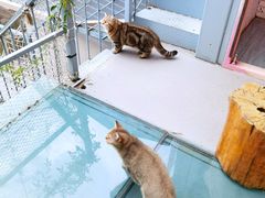 -喵屿·大理花园猫咖