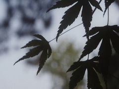 -香山公园
