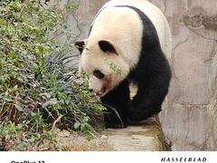 -成都大熊猫繁育研究基地