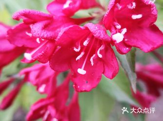 锦带花开放的时候，就像仙女身上的锦衣