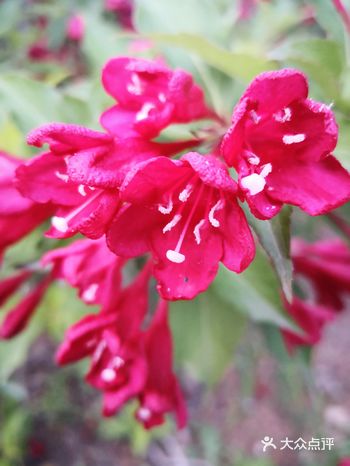 锦带花开放的时候，就像仙女身上的锦衣