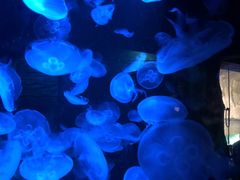 -悉尼海洋生物水族馆