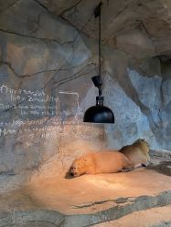 -Zoolung Zoolung动物主题公园(海信广场店)