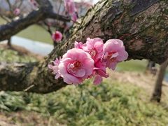 -花开海上生态园