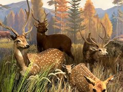 -陕西自然博物馆