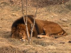-石家庄市动物园