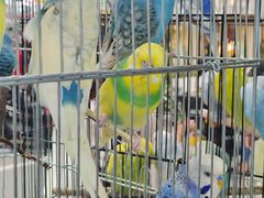 -溪岸路花鸟市场