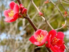 -杭州植物园
