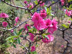 -深圳市中科院仙湖植物园