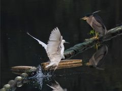 -重庆彩云湖湿地公园