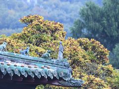 -报恩寺(平武县)