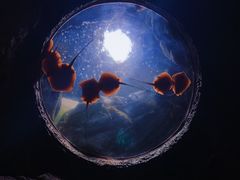 -珠海长隆海洋王国