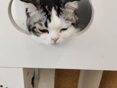 -猫域·湾主题猫咖·宠物吧(南坪城市广场店)