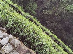 -中国茶叶博物馆(双峰馆区)