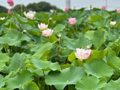 -嘉北郊野公园