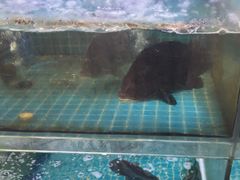 -坛南湾阿强农家乐.海鲜大排档老字号(福州地标美食店)