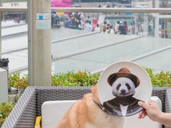 -成都尼依格罗酒店