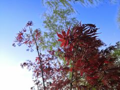 -大兴滨河森林公园