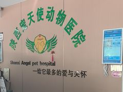 -天使宠物医院·犬猫分诊(彩虹店)