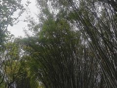 -玉树公园