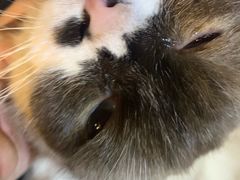 -猫色咖啡·猫咖