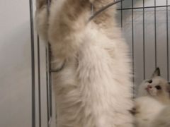 -嘎嘎鸭下巴·爆辣干锅(明教寺店)