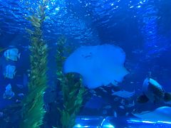 -芜湖新华联大白鲸海洋公园