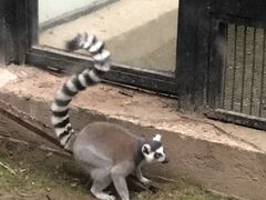 环尾狐猴-北京动物园